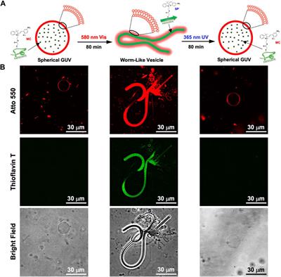 Dramatic morphological changes in liposomes induced by peptide nanofibers reversibly polymerized and depolymerized by the photoisomerization of spiropyran